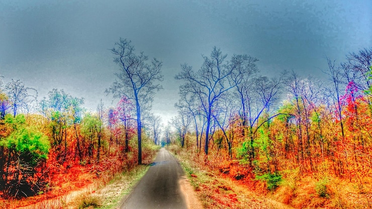 Photo road passing through trees