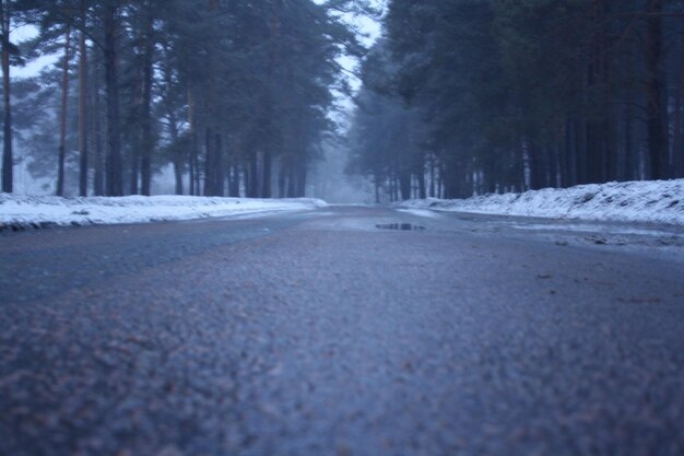 Road passing through trees