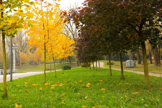 Road for pedestrians and bicycles in the autumn park. Selective focus