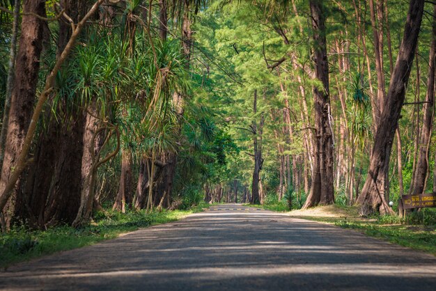 La strada in una pineta