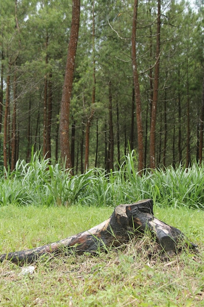 the road to the pine forest