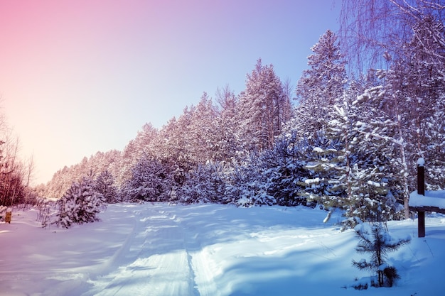 Road in a pine snowy forest on a winter sunny day. Natural landscape