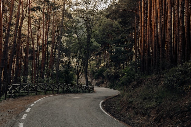 スペイン北部の山の松の間の道