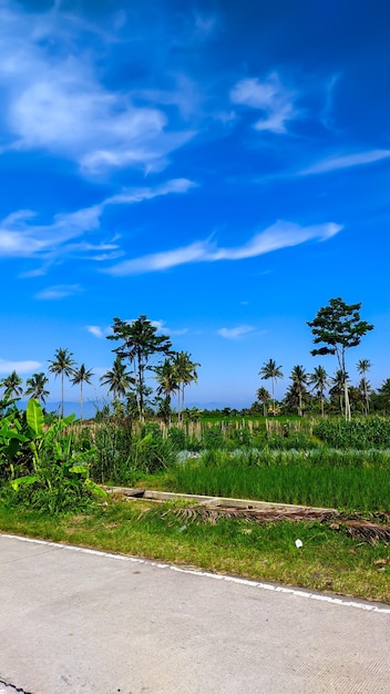 Дорога в рисовом поле с деревьями на заднем плане