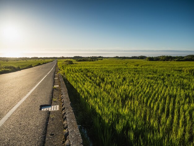 Foto strada e campi di riso in una giornata di sole