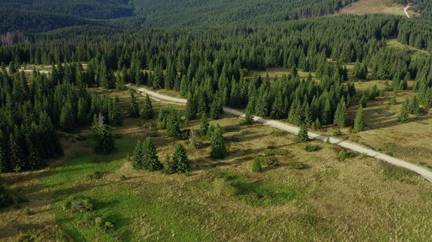 Road in rocky forest aerial view warm sunny summer day green spruces background Small hills path drone panorama tranquil trees national park beautiful landscape Natural mountain woods scene concept