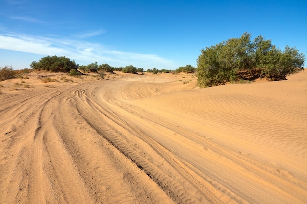 Road in sand and trees in desert