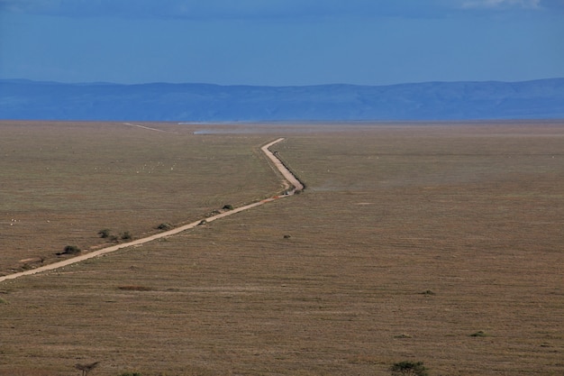 Road on savanna in Kenia and Tanzania, Africa