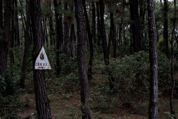 Photo road sign amidst trees in forest