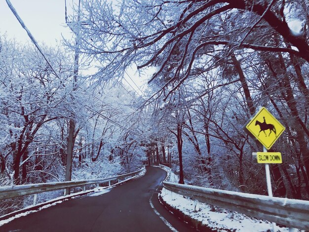 Foto segnale stradale dagli alberi durante l'inverno