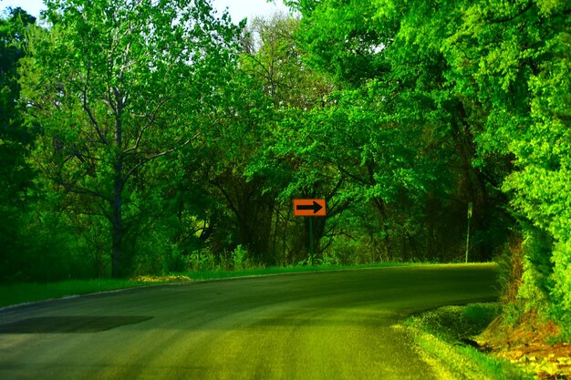 Road sign by trees in forest