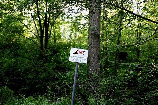 Photo road sign by trees in forest