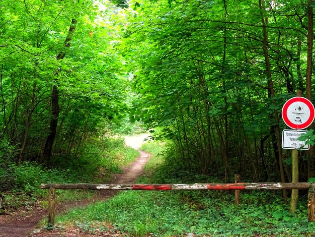 Foto segnale stradale dagli alberi nella foresta