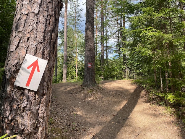 Photo road sign in forest