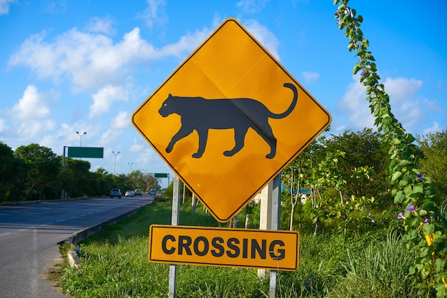 Photo road sign panther jaguar crossing mexico