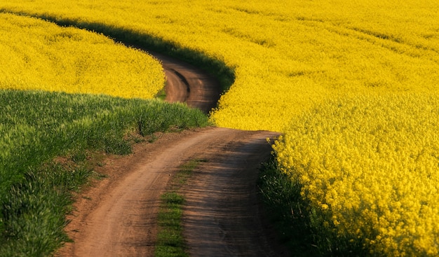 Road somewhere in South Moravia through the Rapeseed