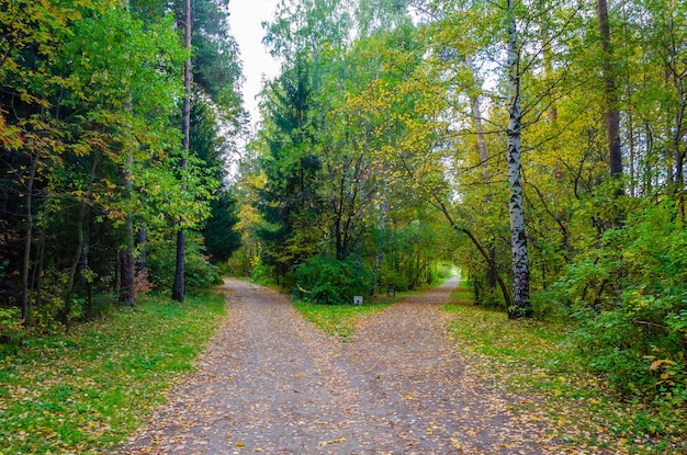 The road splits into two parts in the middle of the forest.