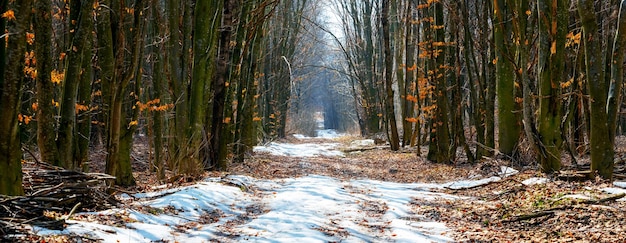 The road in the spring forest covered with melted snow. Melting snow in the forest. Spring forest in sunny weather