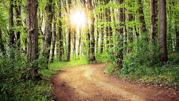 The road in the spring forest, which is illuminated by the evening sun