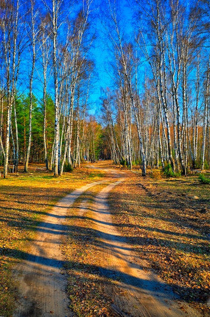 Road to summer: dramatic spring birch forest landscape background