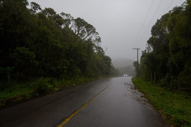 Road surrounded by trees showing the central strip on foggy day