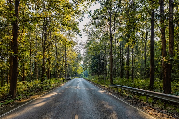 道路、チークの森、朝の光