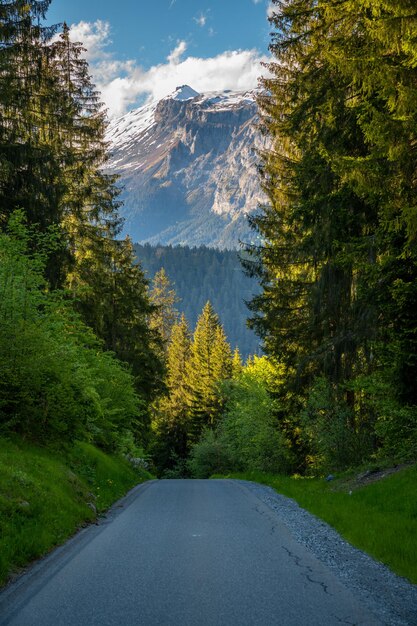 A road that runs through a forest in the distance you can see mountains