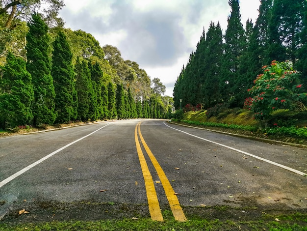 写真 森の中の道