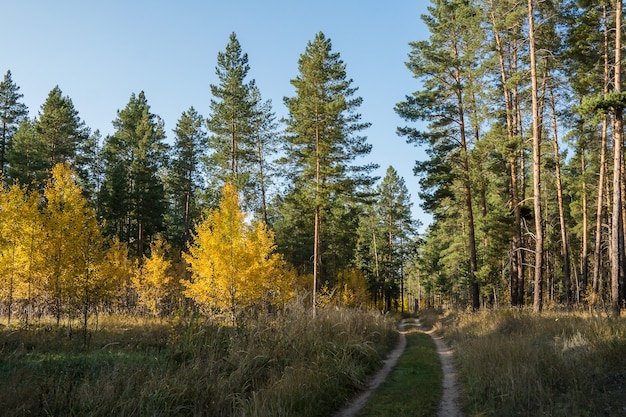 Road through the autumn forest in the park on a clear warm sunny day