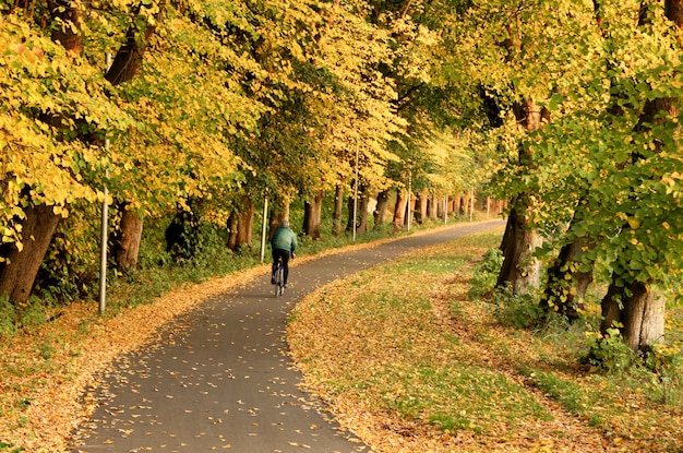 Road through Autumn leaves in Copenhagen Denmark