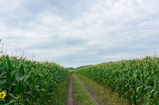 Road through corn fields