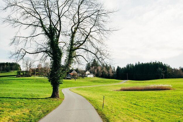 A road through a farm in Germany in spring