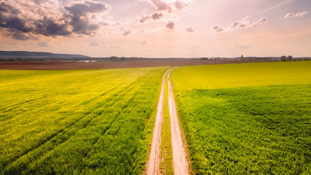 The road through the field. summer