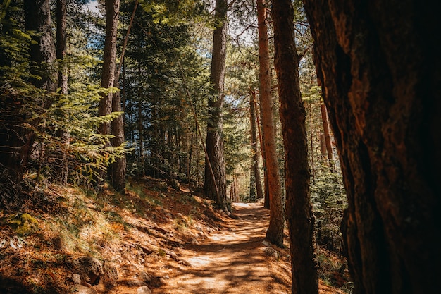 Road through the forest in autumn