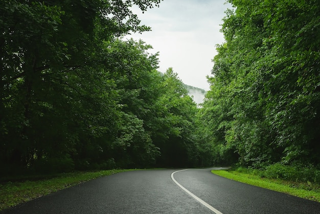 Photo road through forest rain fog