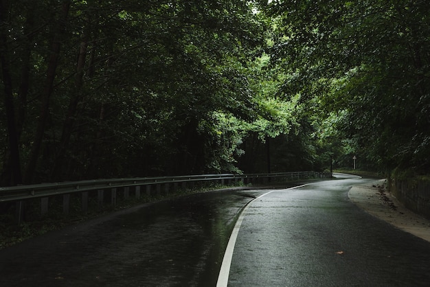 Road through forest Rain Overcast