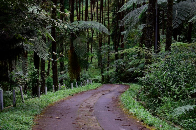 A road through the forest with a tree on the left side