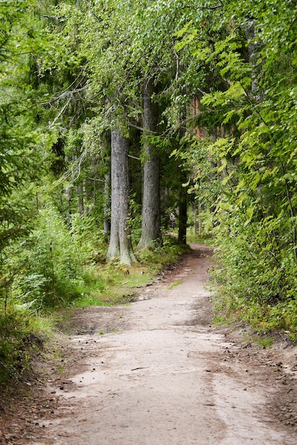 The road through the pine forest in summer near the resting place