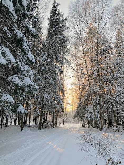 Road through snow-covered fir trees with sunset light on horizon in winter forest