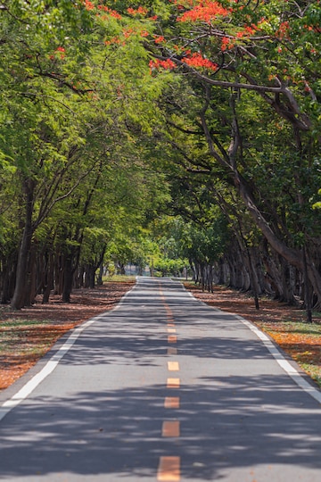 Premium Photo | Road through and trees in park.