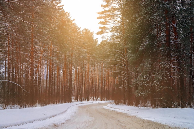 Road through winter forest sunny