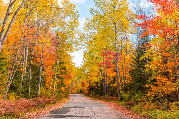 Road through the wood with autumn colorful foliage in Canada