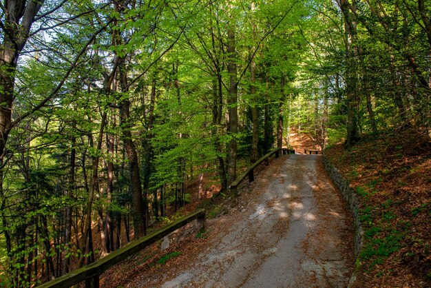 森を通る道