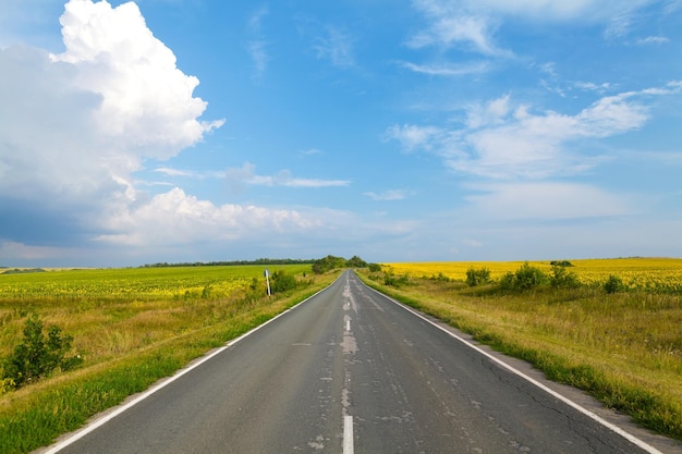 Road through the yellow sunflower field