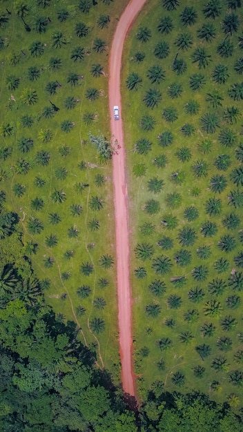 Road in the tree