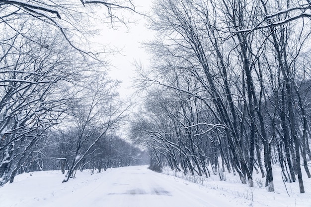 Road between the trees in a snowy forest