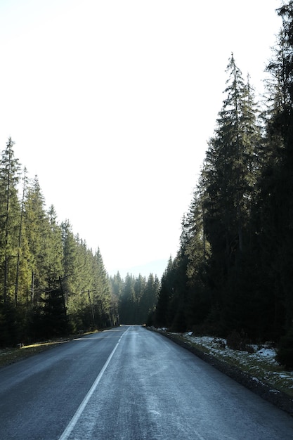 Road in Ukrainian Carpathian mountains in sunny day