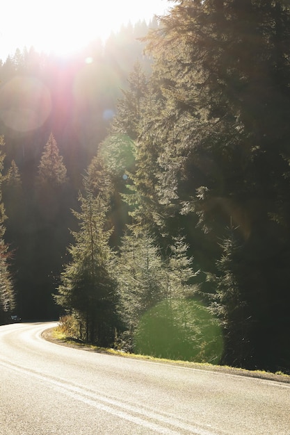 Road in Ukrainian Carpathian mountains in sunny day