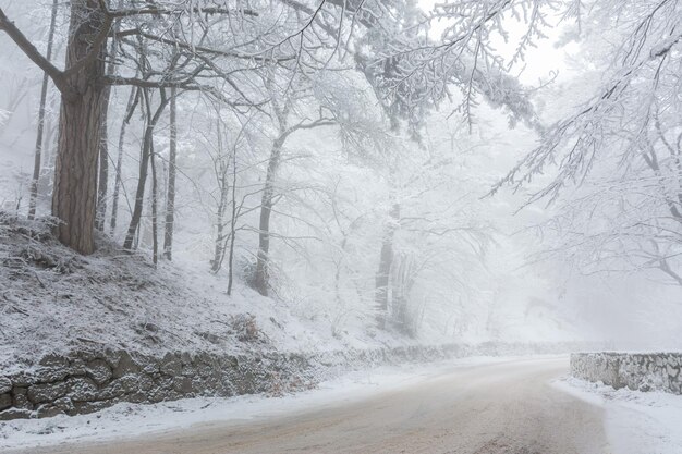 A road in the winter forest Beautiful winter landscape