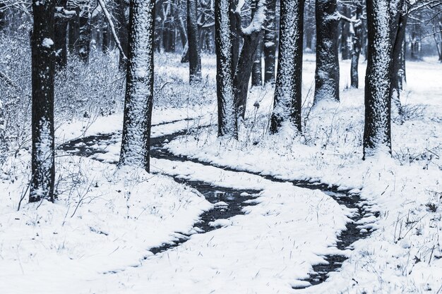 雪に覆われた木々の間の冬の森の道